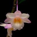 Dendrobium lampongense