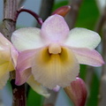 Dendrobium lampongense