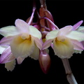 Dendrobium lampongense