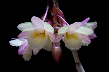 Dendrobium lampongense