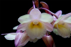 Dendrobium lampongense