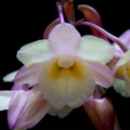 Dendrobium lampongense