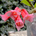 Dendrobium lawesii