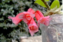 Dendrobium lawesii