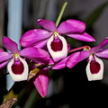 Dendrobium lituiflorum