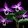 Dendrobium lituiflorum