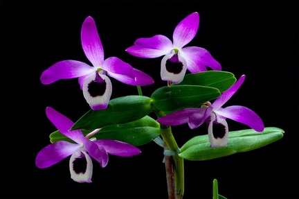 Dendrobium lituiflorum