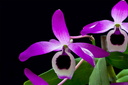 Dendrobium lituiflorum