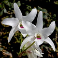 Dendrobium lituiflorum fma.semi-alba