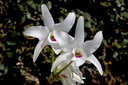 Dendrobium lituiflorum fma.semi-alba