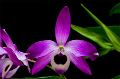 Dendrobium lituiflorum