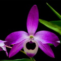 Dendrobium lituiflorum