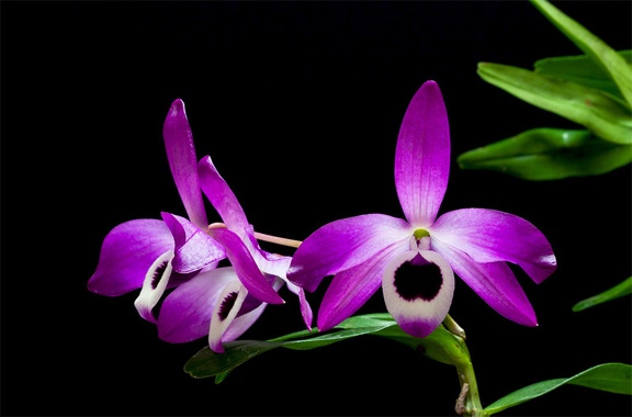 Dendrobium lituiflorum