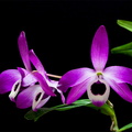 Dendrobium lituiflorum