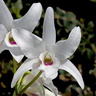 Dendrobium lituiflorum fma.semi-alba