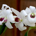 Dendrobium lituiflorum fma.semi-alba