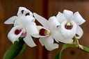 Dendrobium lituiflorum fma.semi-alba