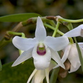 Dendrobium lituiflorum fma. semi-alba