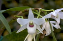 Dendrobium lituiflorum fma. semi-alba