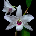 Dendrobium lituiflorum fma.semi-alba