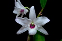 Dendrobium lituiflorum fma.semi-alba