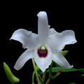 Dendrobium lituiflorum fma.semi-alba