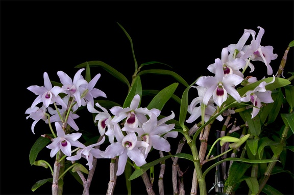 Dendrobium lituiflorum  fma. semi-alba