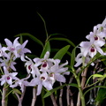 Dendrobium lituiflorum  fma. semi-alba