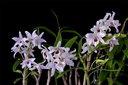 Dendrobium lituiflorum  fma. semi-alba