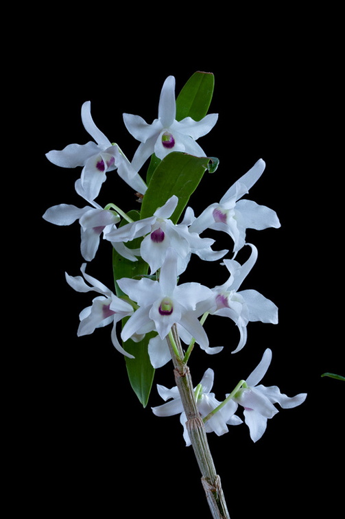 Dendrobium lituiflorum fma.semi-alba