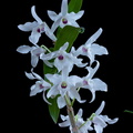 Dendrobium lituiflorum fma.semi-alba