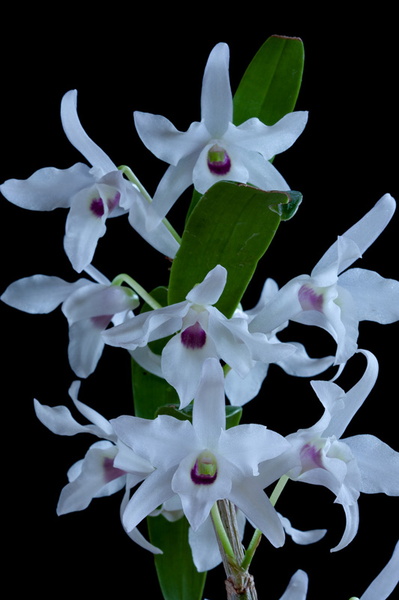 Dendrobium lituiflorum fma.semi-alba Lindl. Dendrobium_lituiflorum9.jpg