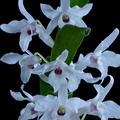 Dendrobium_lituiflorum9.jpg