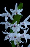 Dendrobium lituiflorum fma.semi-alba