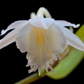 Dendrobium longicornu