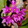 Dendrobium goldschmidtianum