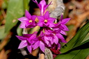 Dendrobium goldschmidtianum