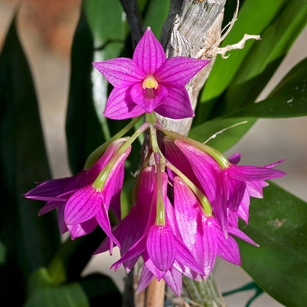 Dendrobium goldschmidtianum