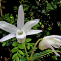 Dendrobium moniliforme