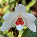 Dendrobium multilineatum