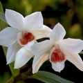 Dendrobium multilineatum