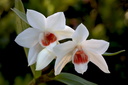 Dendrobium multilineatum