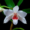 Dendrobium multilineatum