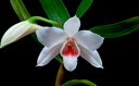 Dendrobium multilineatum