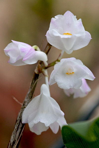 Dendrobium_mutabile2.jpg