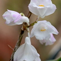 Dendrobium mutabile