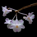 Dendrobium mutabile