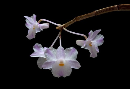 Dendrobium mutabile