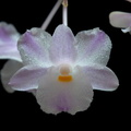 Dendrobium mutabile