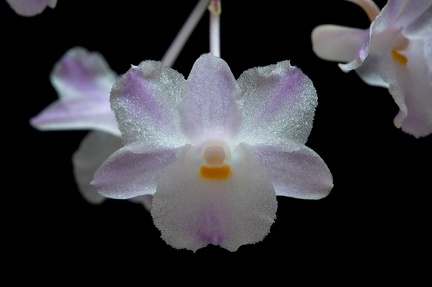 Dendrobium mutabile